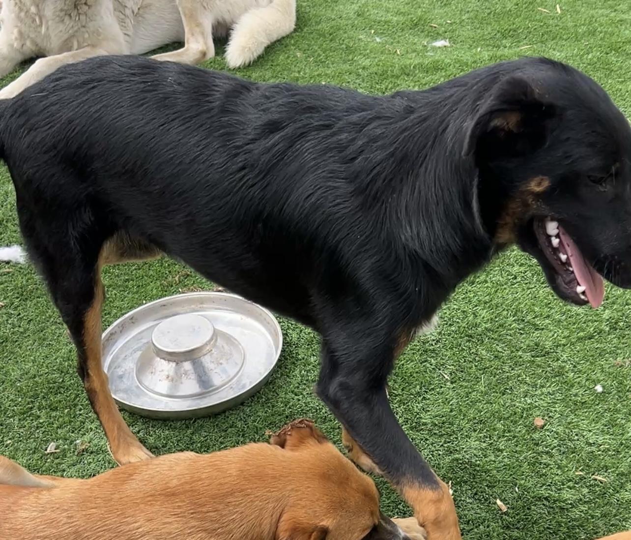 Enlarge Hank, a Adoptable mixed breed in Denver, CO image 2/3