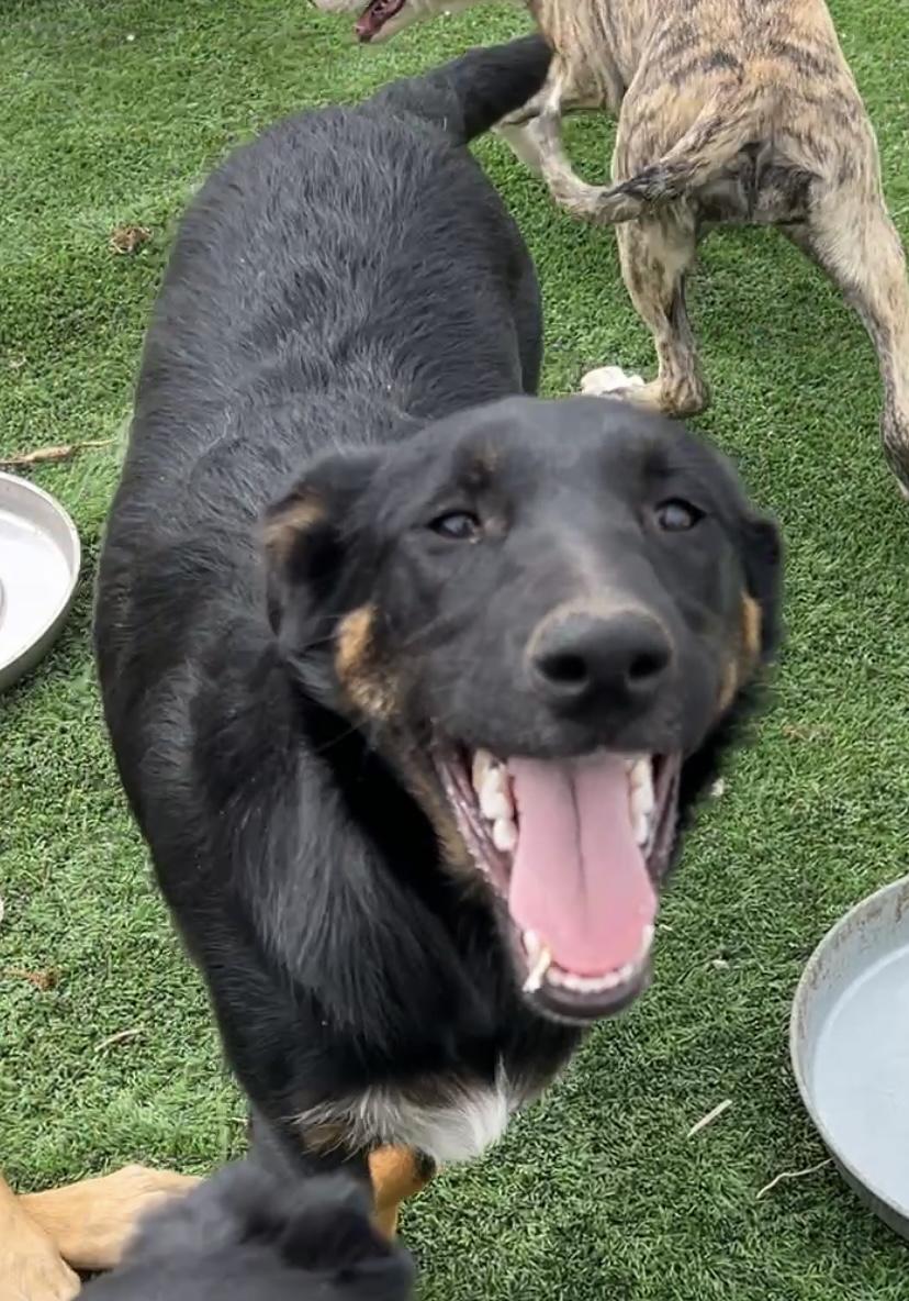 Hank, Adoptable, Puppy Male Border Collie & Labrador Retriever.