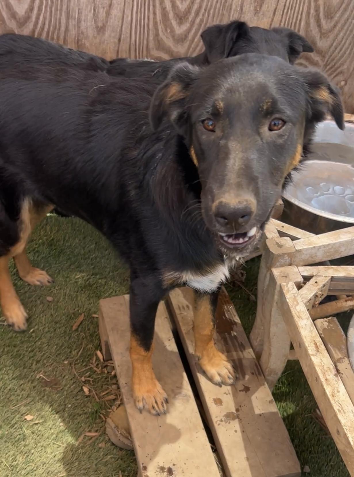 Enlarge Hank, a Adoptable mixed breed in Denver, CO image 3/3