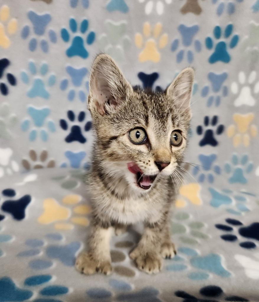 Enlarge Polly, a Adoptable mixed breed in Wabash, IN image 1/1