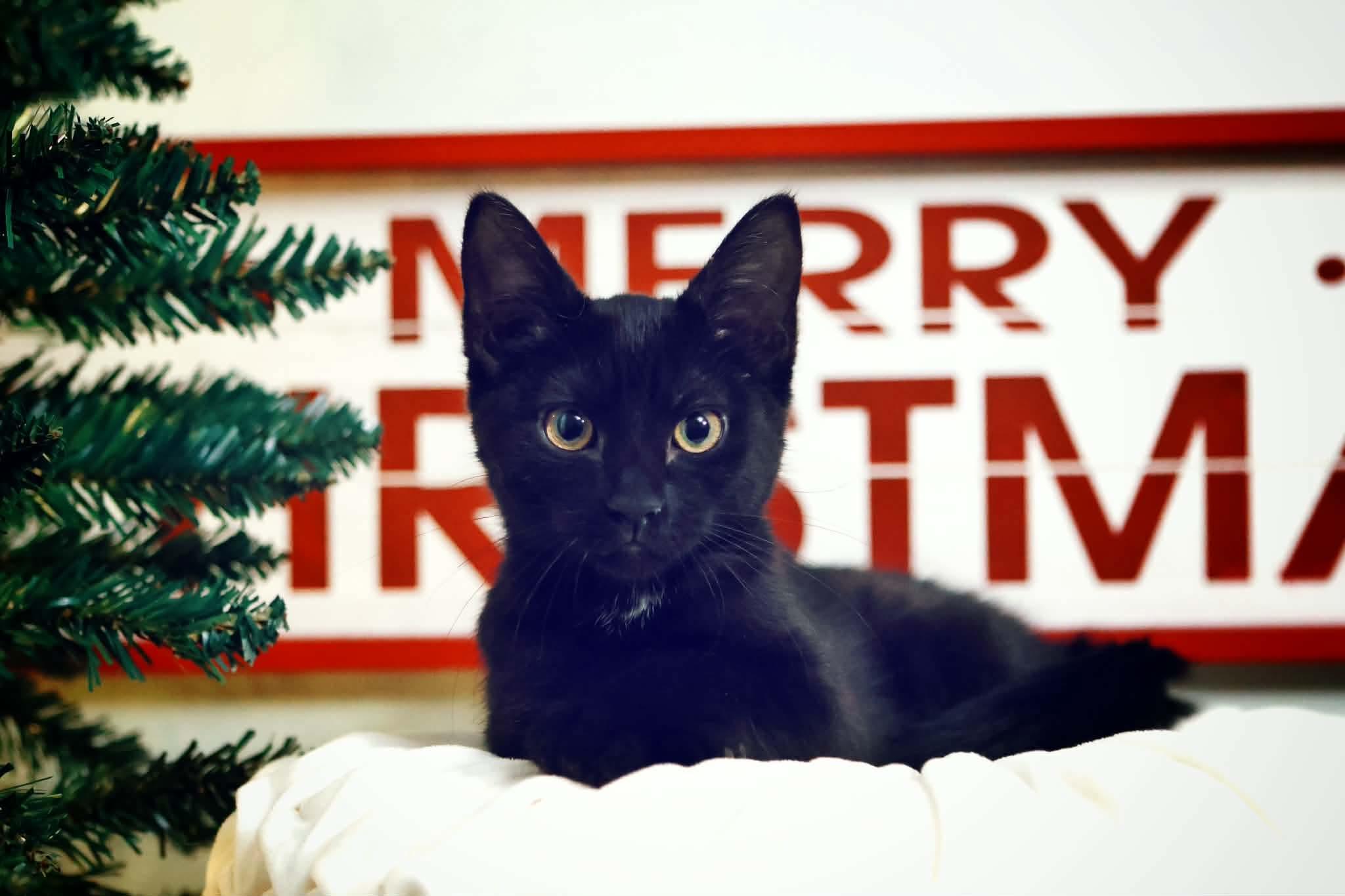 Jersey Devil , ADOPTABLE, Kitten Female Domestic Short Hair.