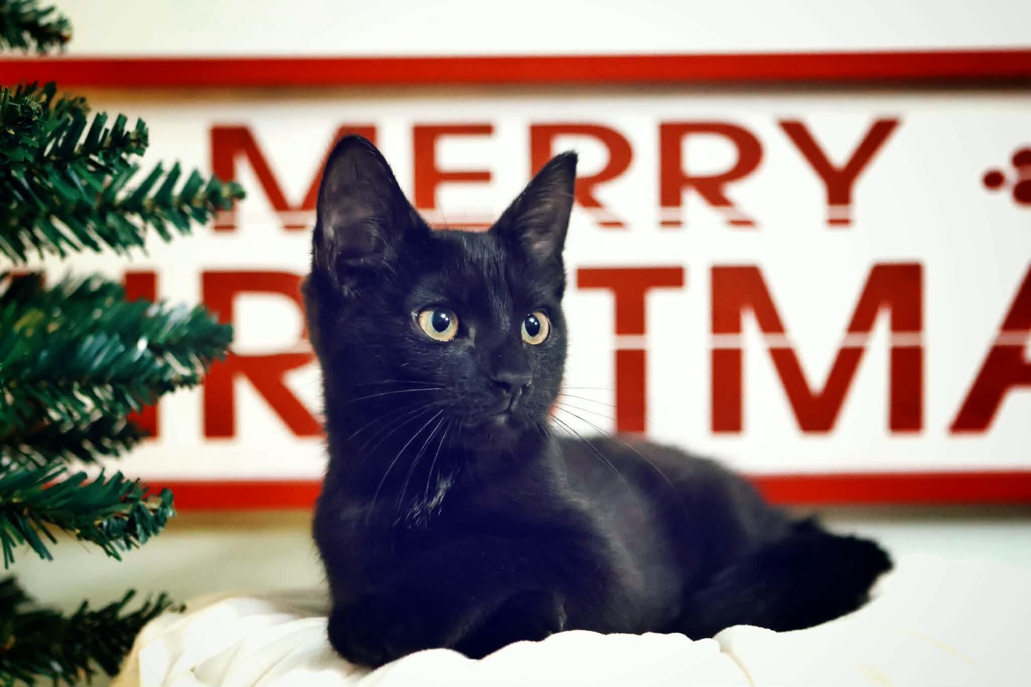 Jersey Devil , a ADOPTABLE Domestic Short Hair in Bensalem, PA image 2/3