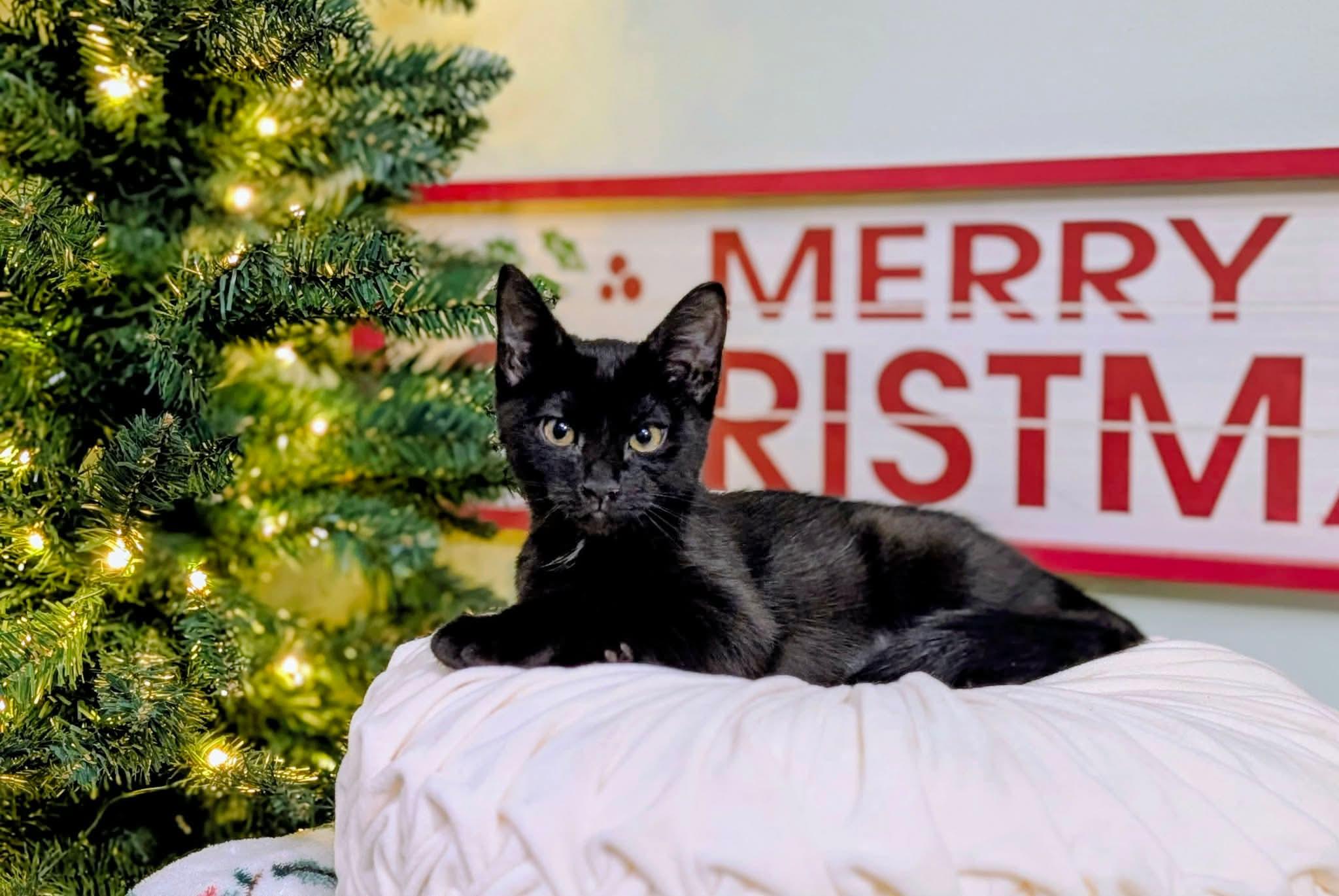 Jersey Devil , a ADOPTABLE Domestic Short Hair in Bensalem, PA image 3/3