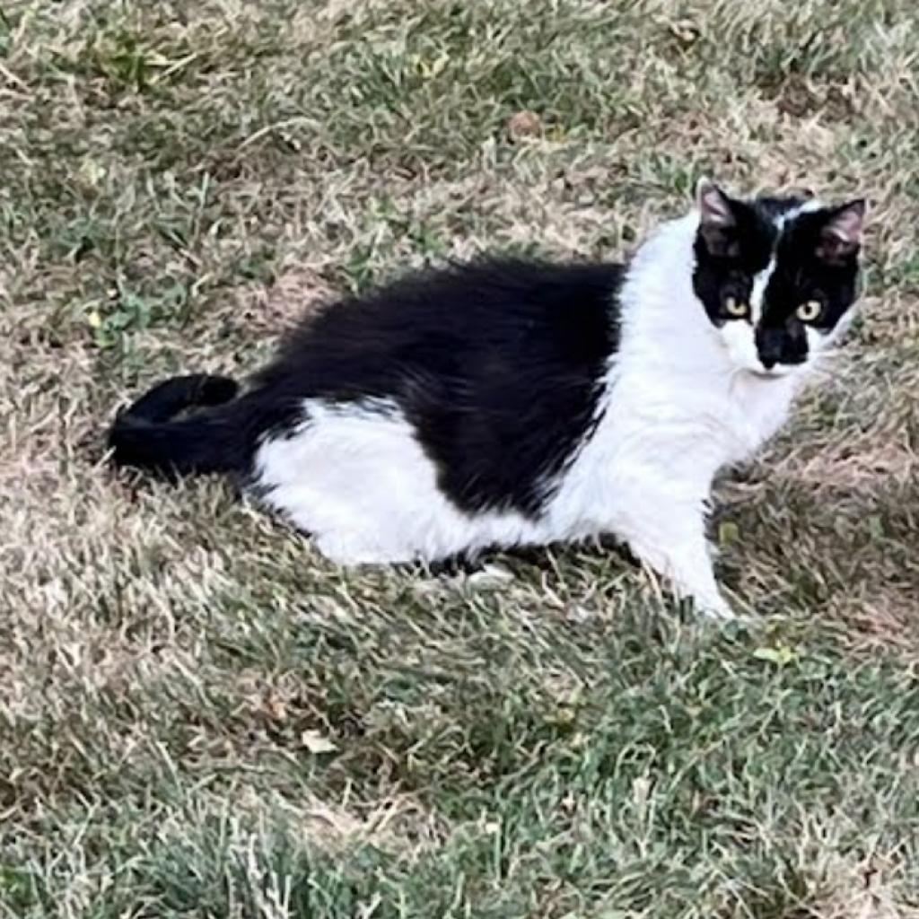 Enlarge Bisou, a Adoptable Domestic Short Hair in PITTSBURGH, PA image 2/4