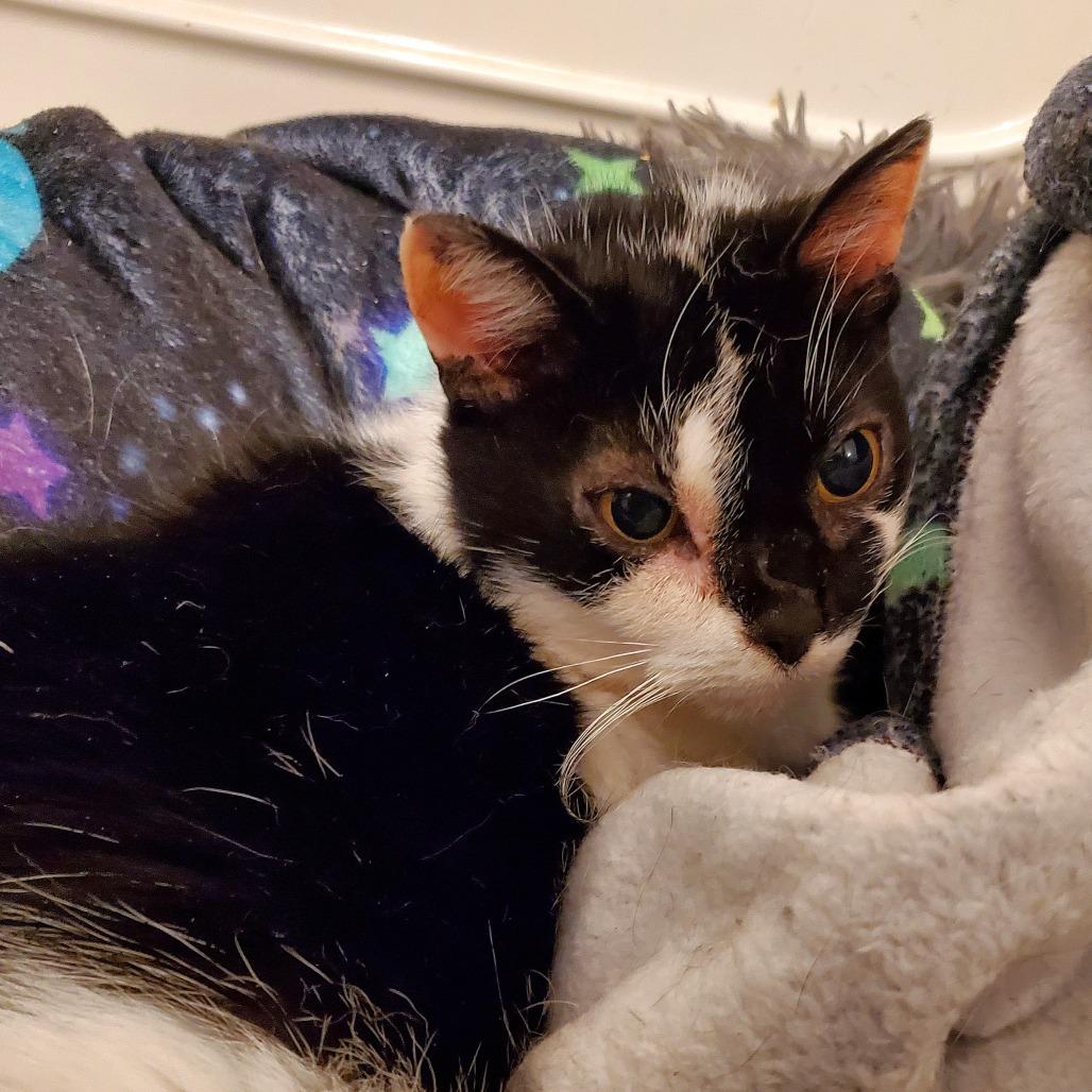 Enlarge Bisou, a Adoptable Domestic Short Hair in PITTSBURGH, PA image 3/4