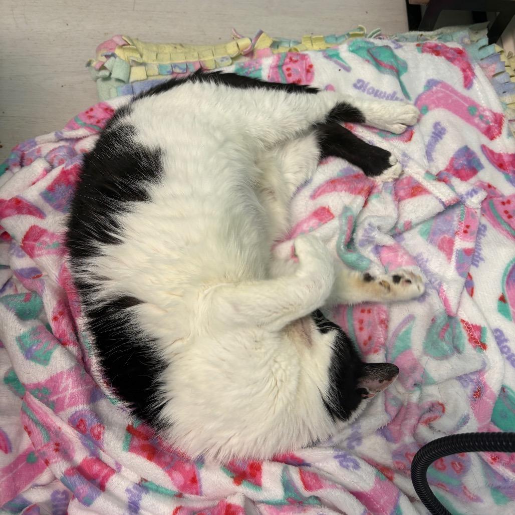 Enlarge Bisou, a Adoptable Domestic Short Hair in PITTSBURGH, PA image 4/4