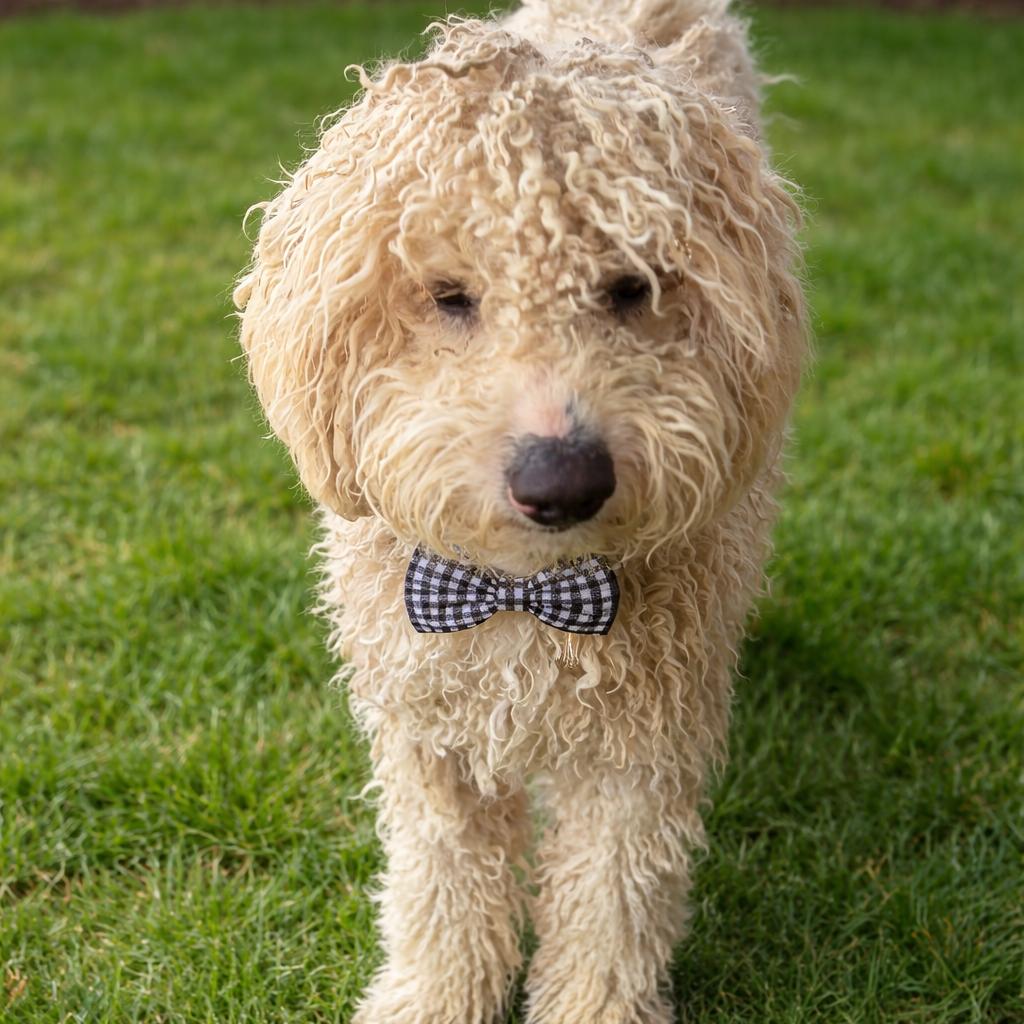 Enlarge Brody, a Adoptable mixed breed in Las Vegas, NV image 1/2