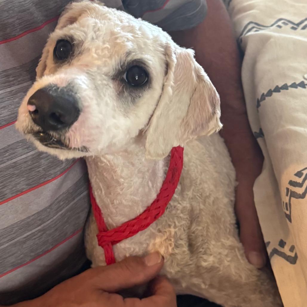 Enlarge Brody, a Adoptable mixed breed in Las Vegas, NV image 2/2