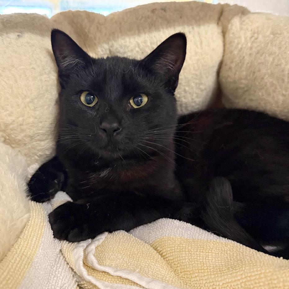 Poet, Adoptable, Adult Male Domestic Short Hair.