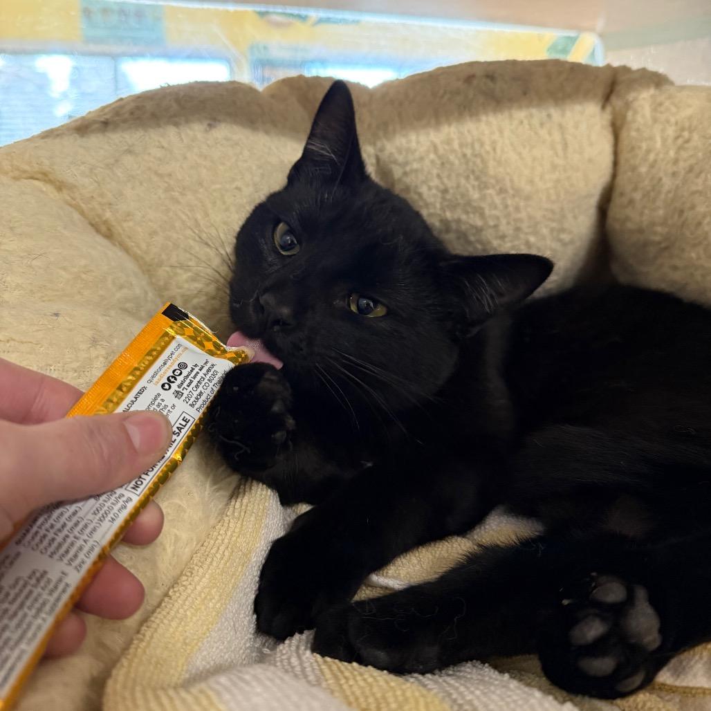 Enlarge Poet, a Adoptable Domestic Short Hair in Glenwood Springs, CO image 2/4