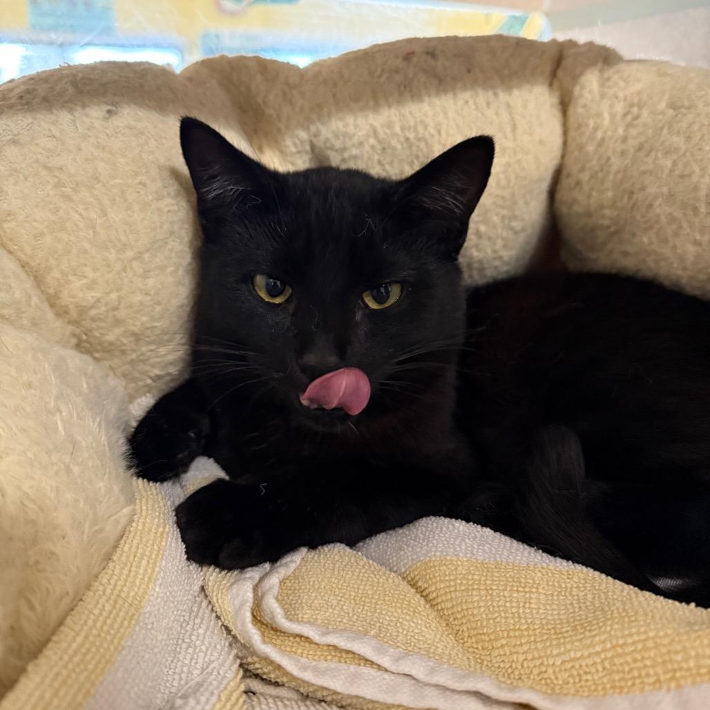 Enlarge Poet, a Adoptable Domestic Short Hair in Glenwood Springs, CO image 3/4