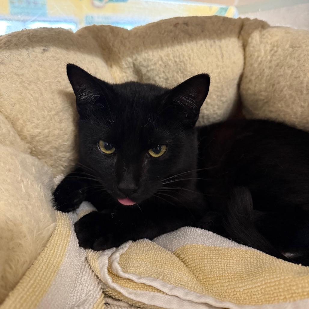 Enlarge Poet, a Adoptable Domestic Short Hair in Glenwood Springs, CO image 4/4