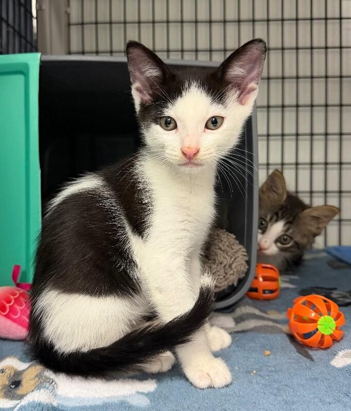 Enlarge Mozzarella, a Adoptable Domestic Medium Hair in Katy, TX image 1/3