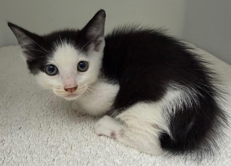 Enlarge Mozzarella, a Adoptable Domestic Medium Hair in Katy, TX image 2/3
