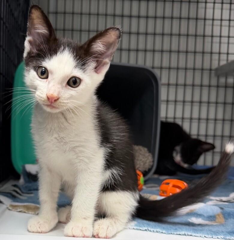 Enlarge Mozzarella, a Adoptable Domestic Medium Hair in Katy, TX image 3/3