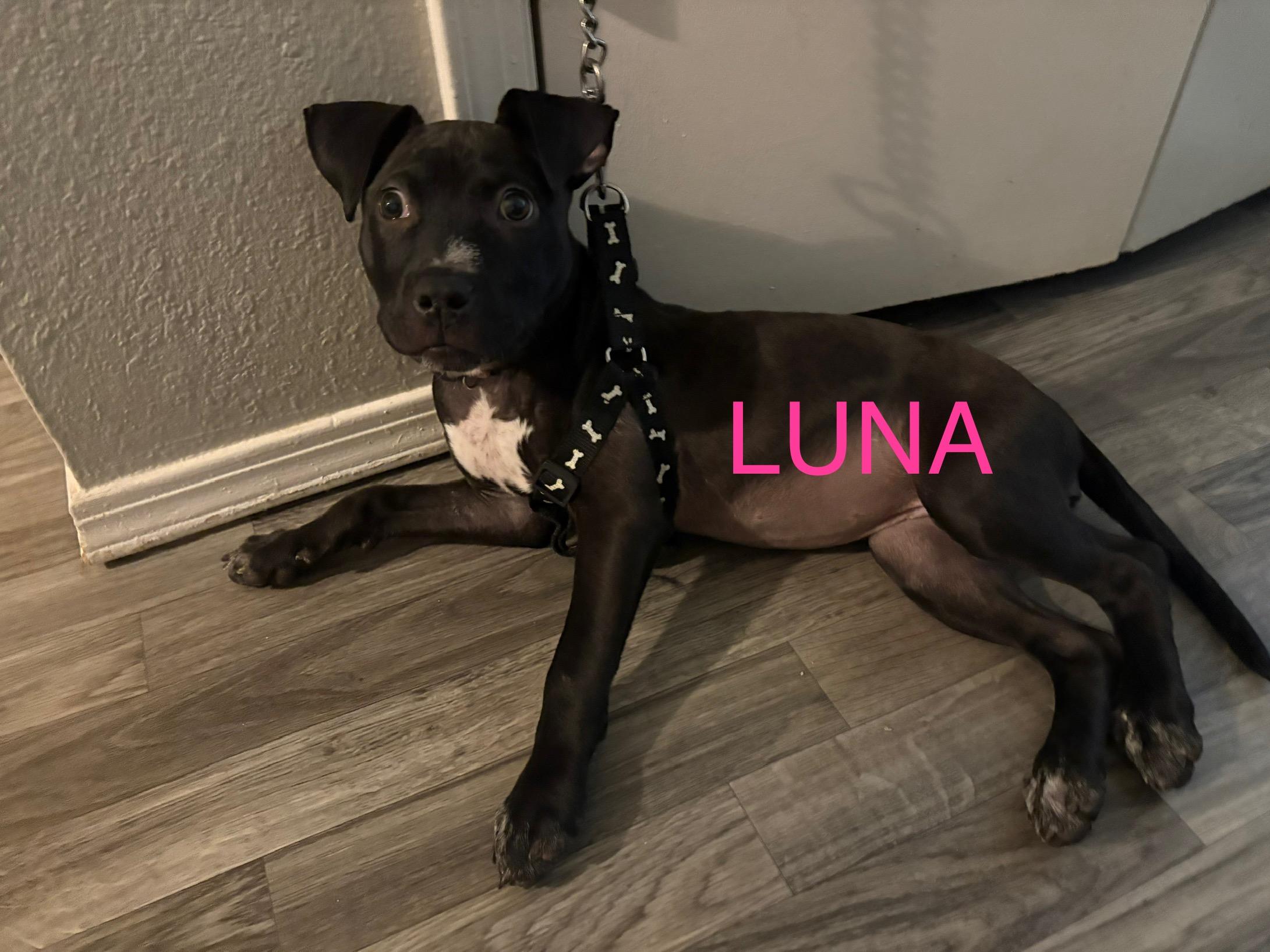 Luna, Baby Female Pit Bull Terrier