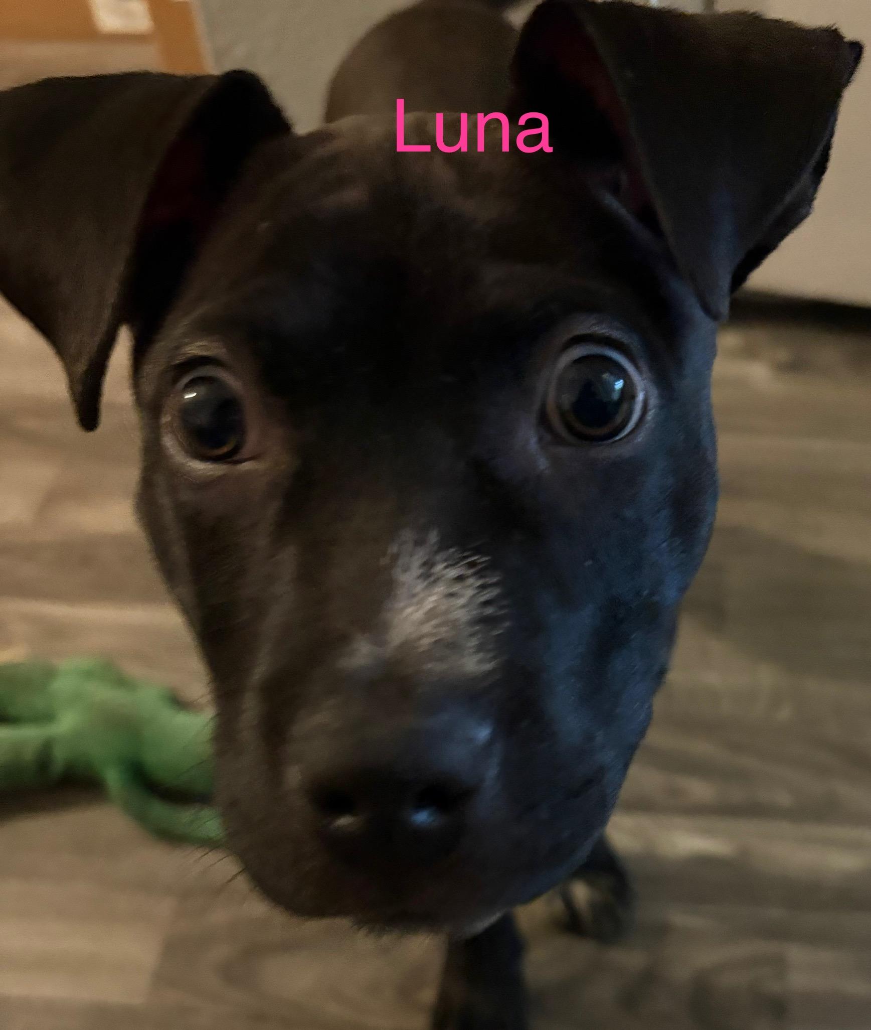 Luna photo 2