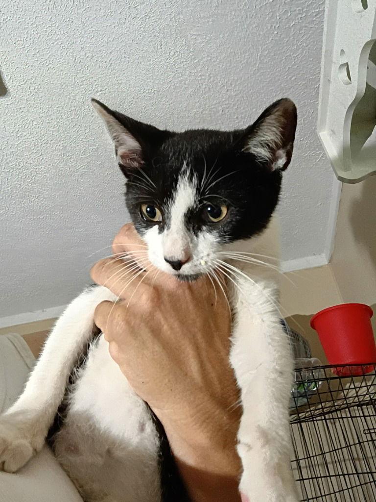 Enlarge Orca, a Adoptable Domestic Short Hair in Cromwell, KY image 1/1