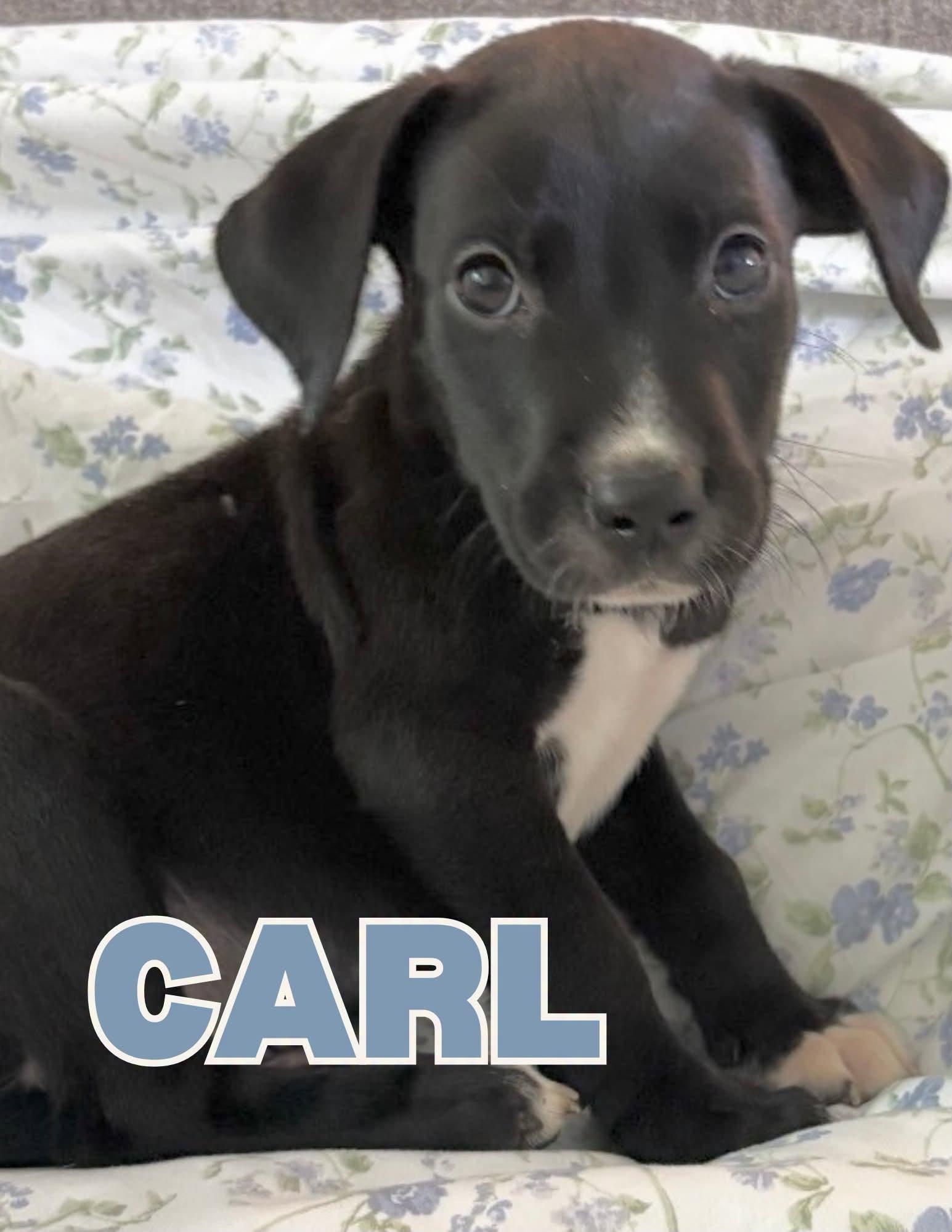 Carl, Adopted, Puppy Male Black Labrador Retriever.