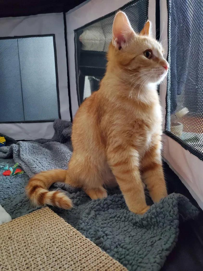 Enlarge Tangerine, an adopted Domestic Short Hair in Florham Park, NJ image 2/3