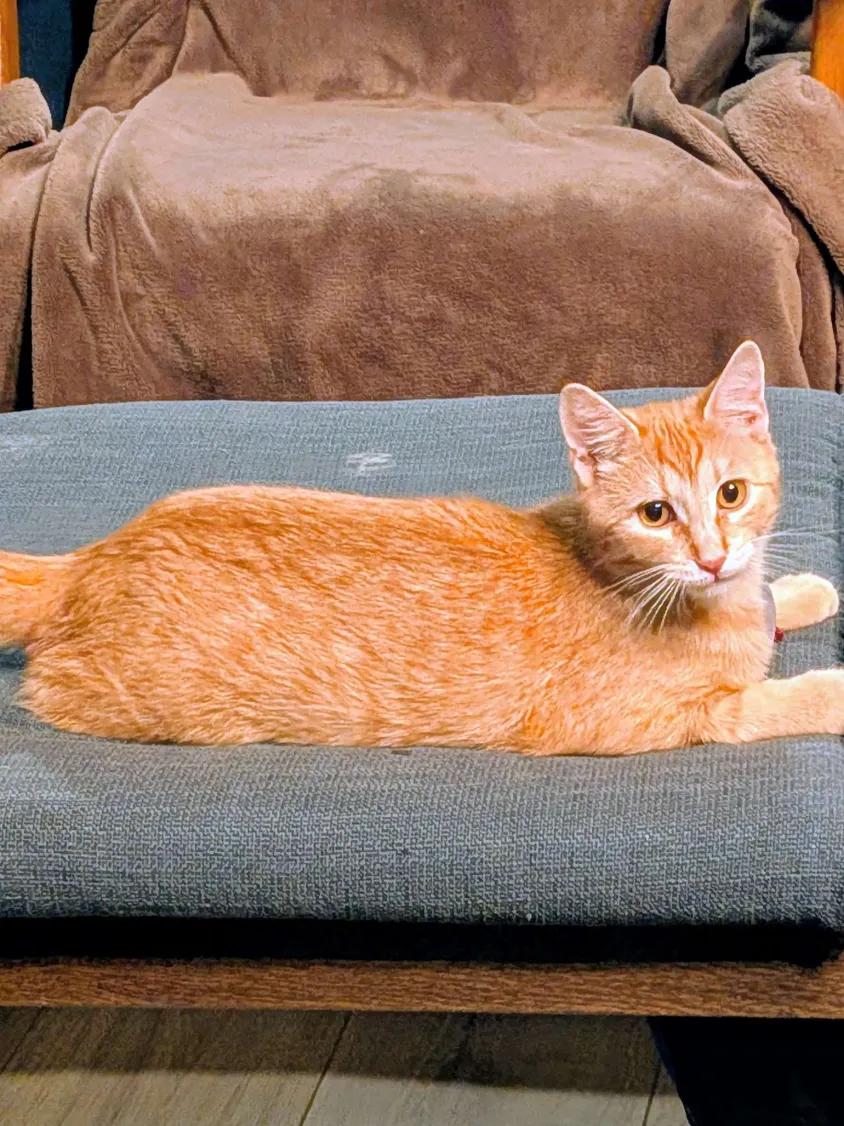 Enlarge Tangerine, an adopted Domestic Short Hair in Florham Park, NJ image 1/3