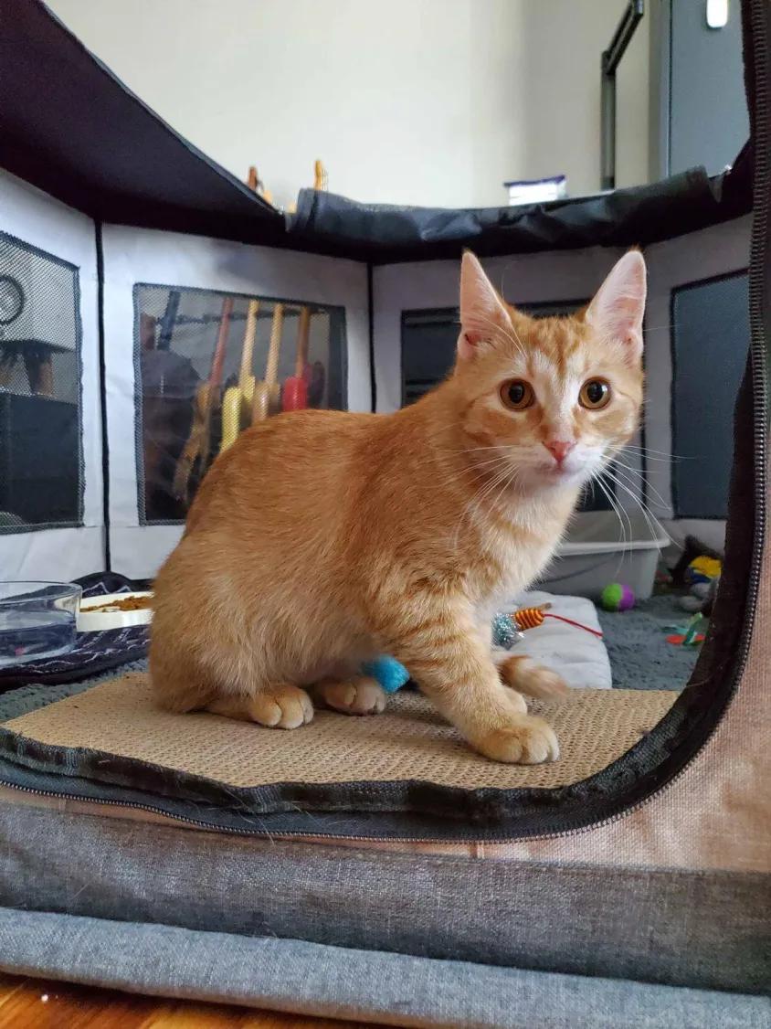 Enlarge Tangerine, an adopted Domestic Short Hair in Florham Park, NJ image 3/3