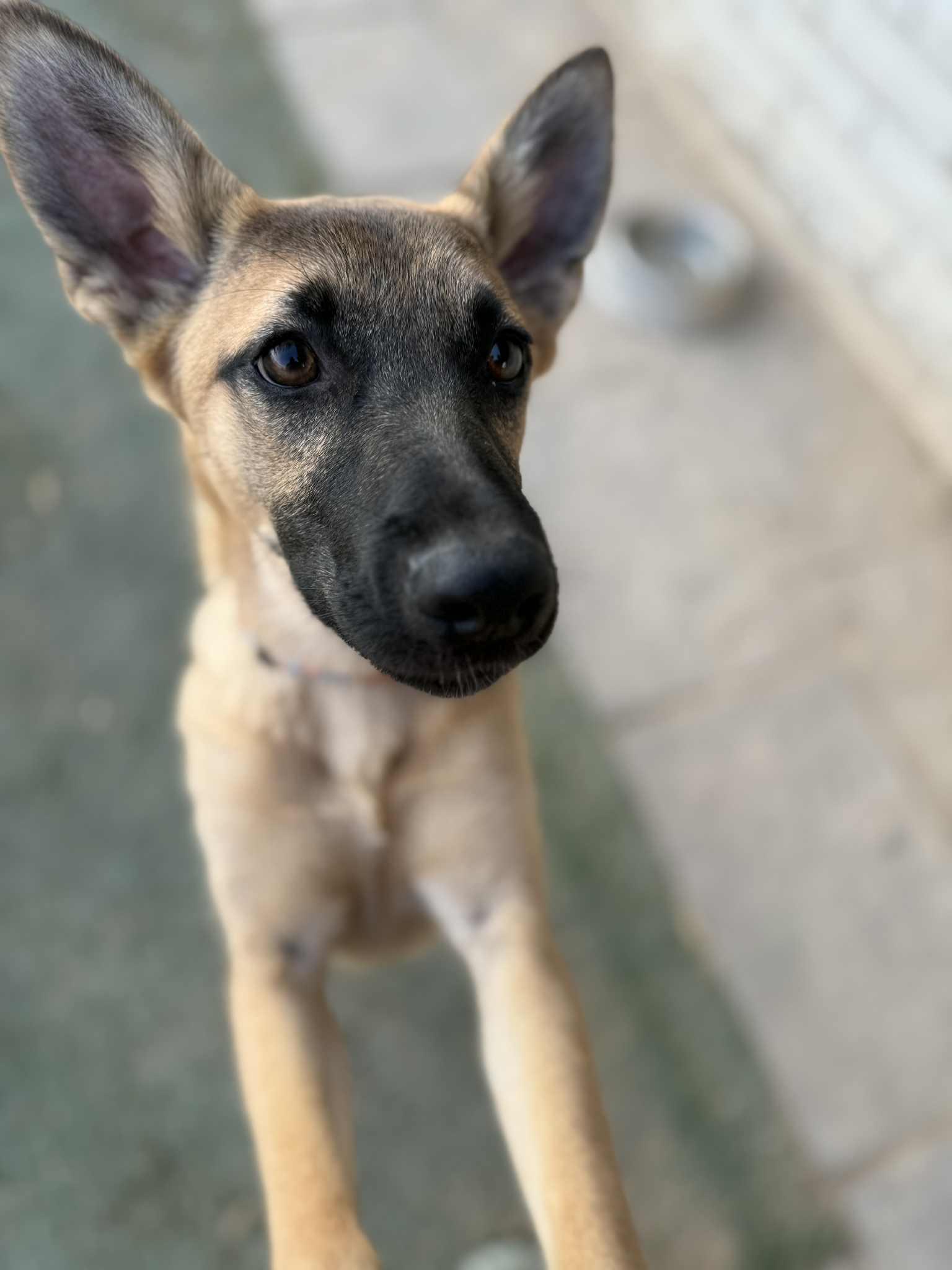 Enlarge Topaz, a Adoptable mixed breed in Glendale, AZ image 2/6