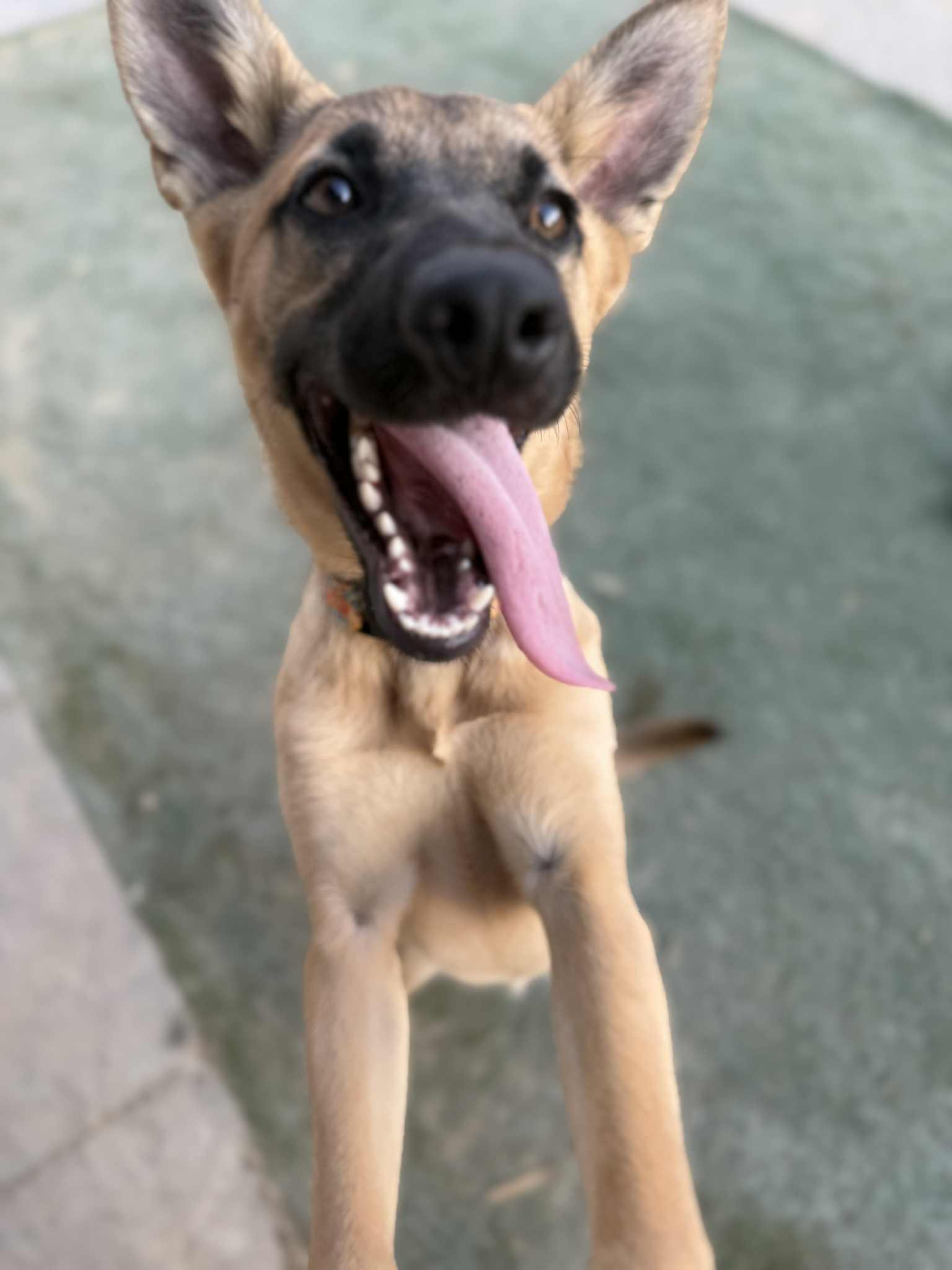 Enlarge Topaz, a Adoptable mixed breed in Glendale, AZ image 3/6