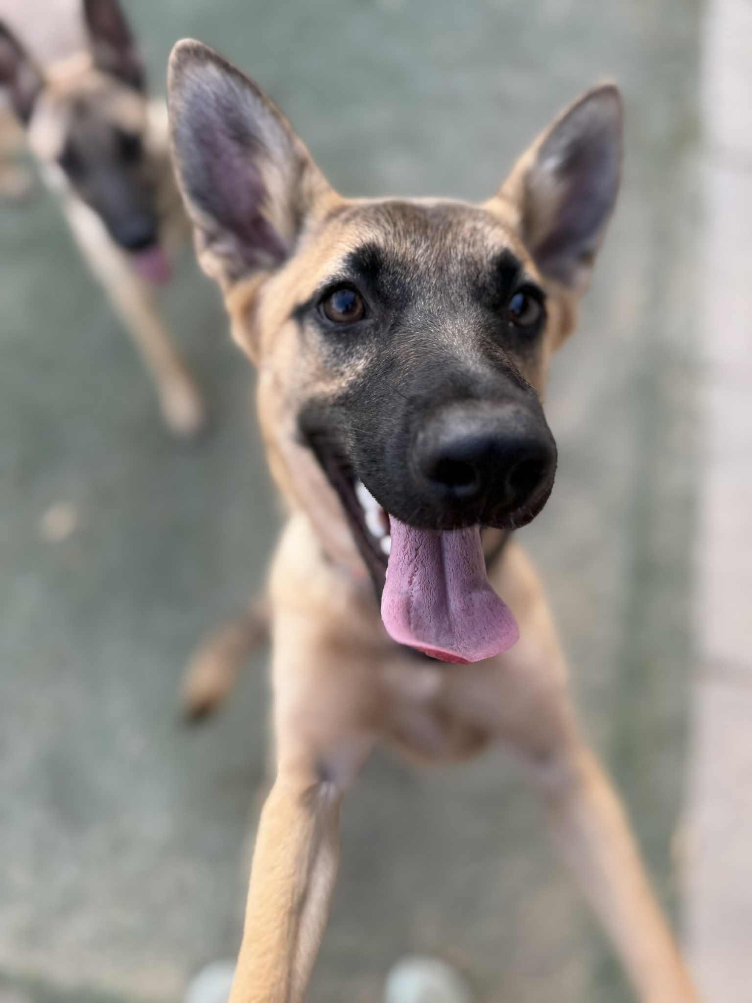 Enlarge Topaz, a Adoptable mixed breed in Glendale, AZ image 4/6