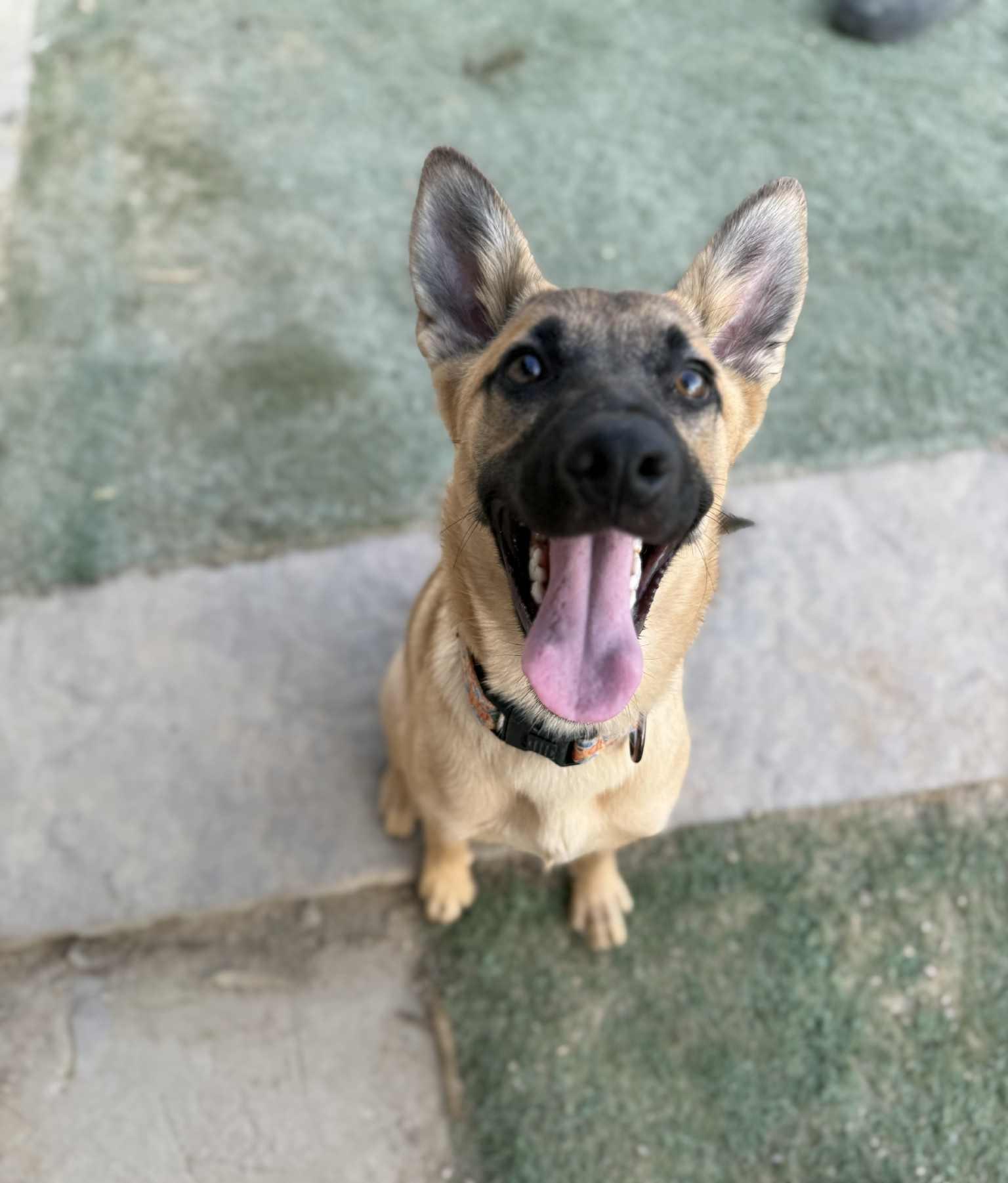 Topaz, Adoptable, Young Female German Shepherd Dog & Belgian Shepherd / Malinois.