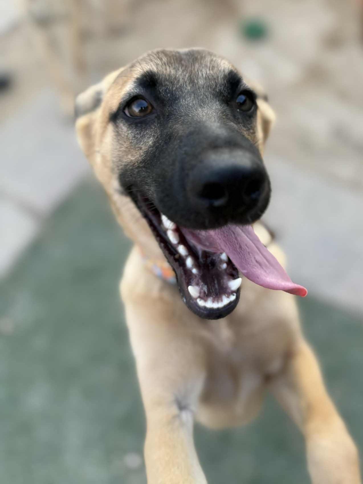 Enlarge Topaz, a Adoptable mixed breed in Glendale, AZ image 5/6