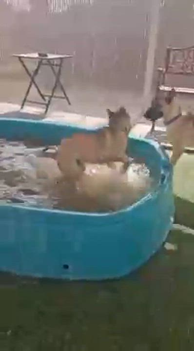 Enlarge Topaz, a Adoptable mixed breed in Glendale, AZ video 6/6