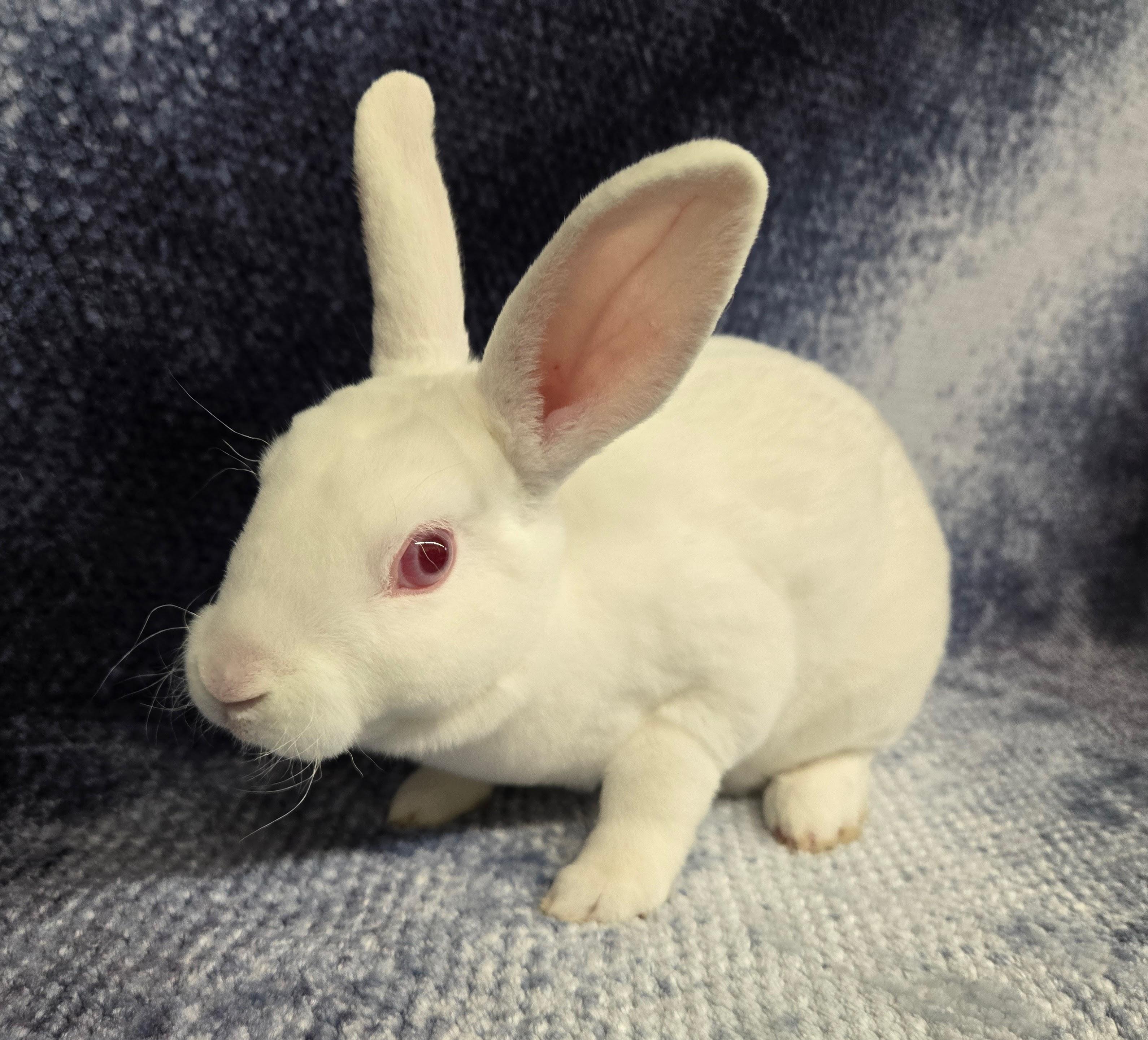 Vernie, a Adoptable Mini Rex in Deerfield, WI image 1/4