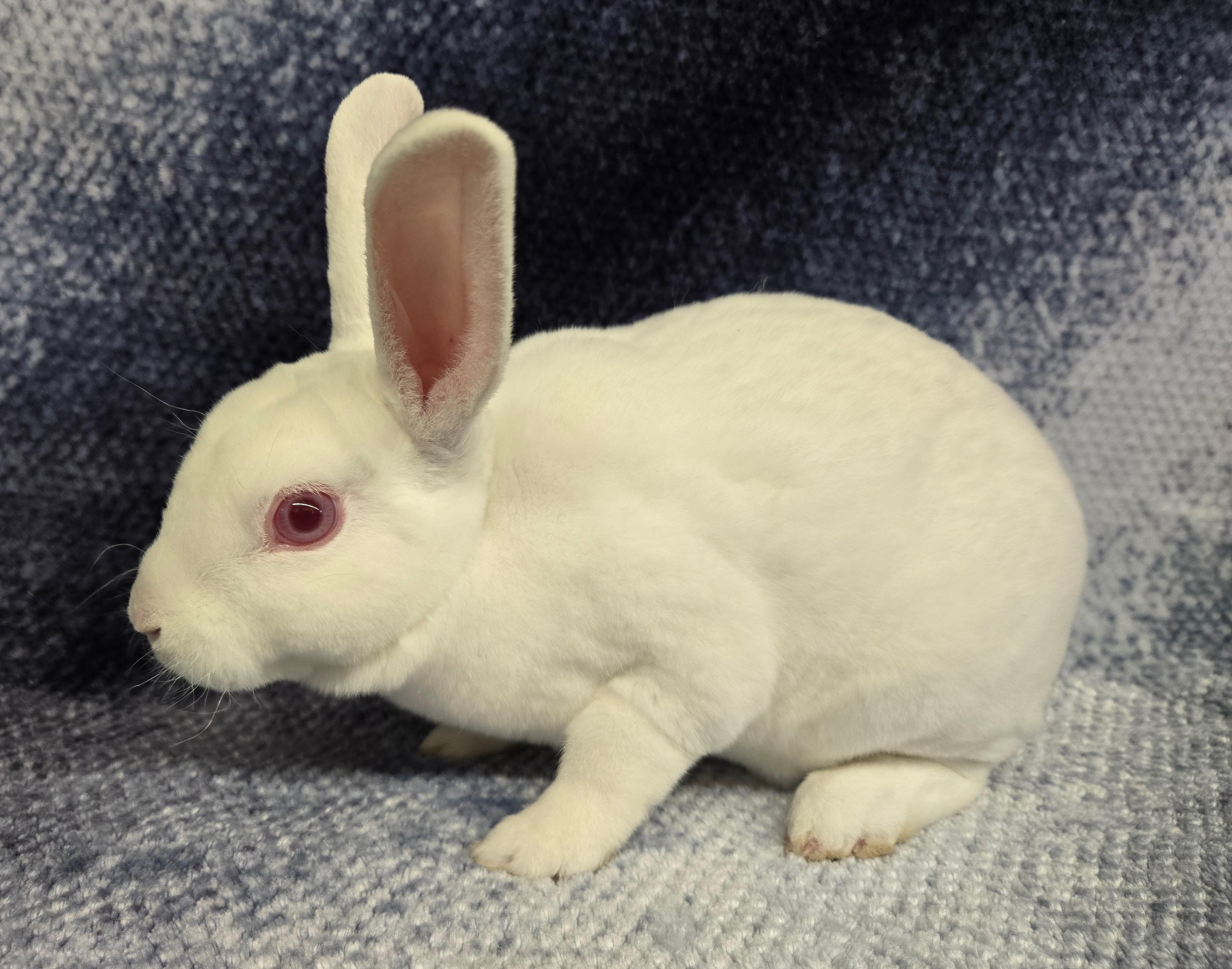 Vernie, a Adoptable Mini Rex in Deerfield, WI image 2/4