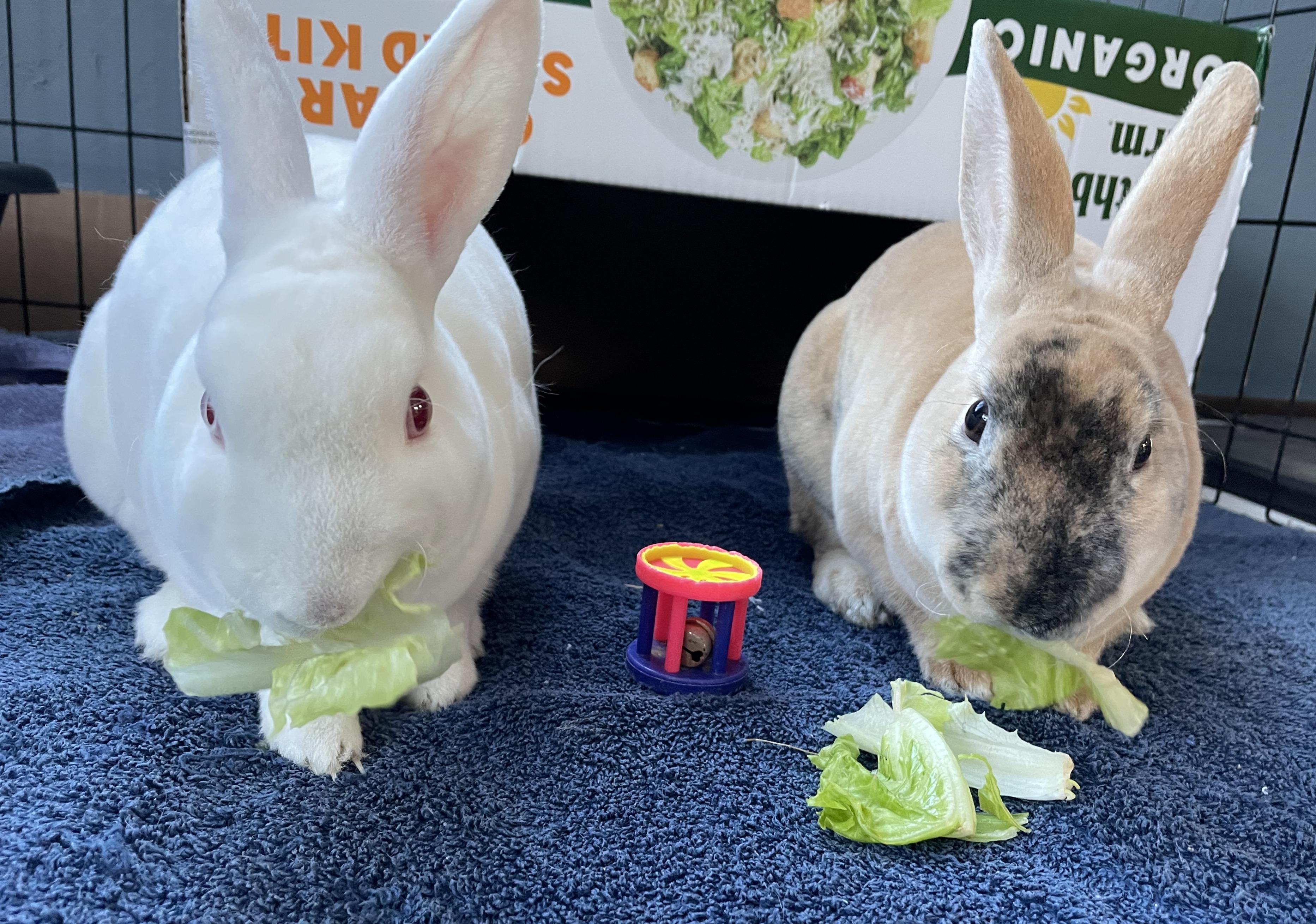 Enlarge Vernie & Vander (Bonded Pair), a Adoptable Mini Rex in Deerfield, WI image 2/5