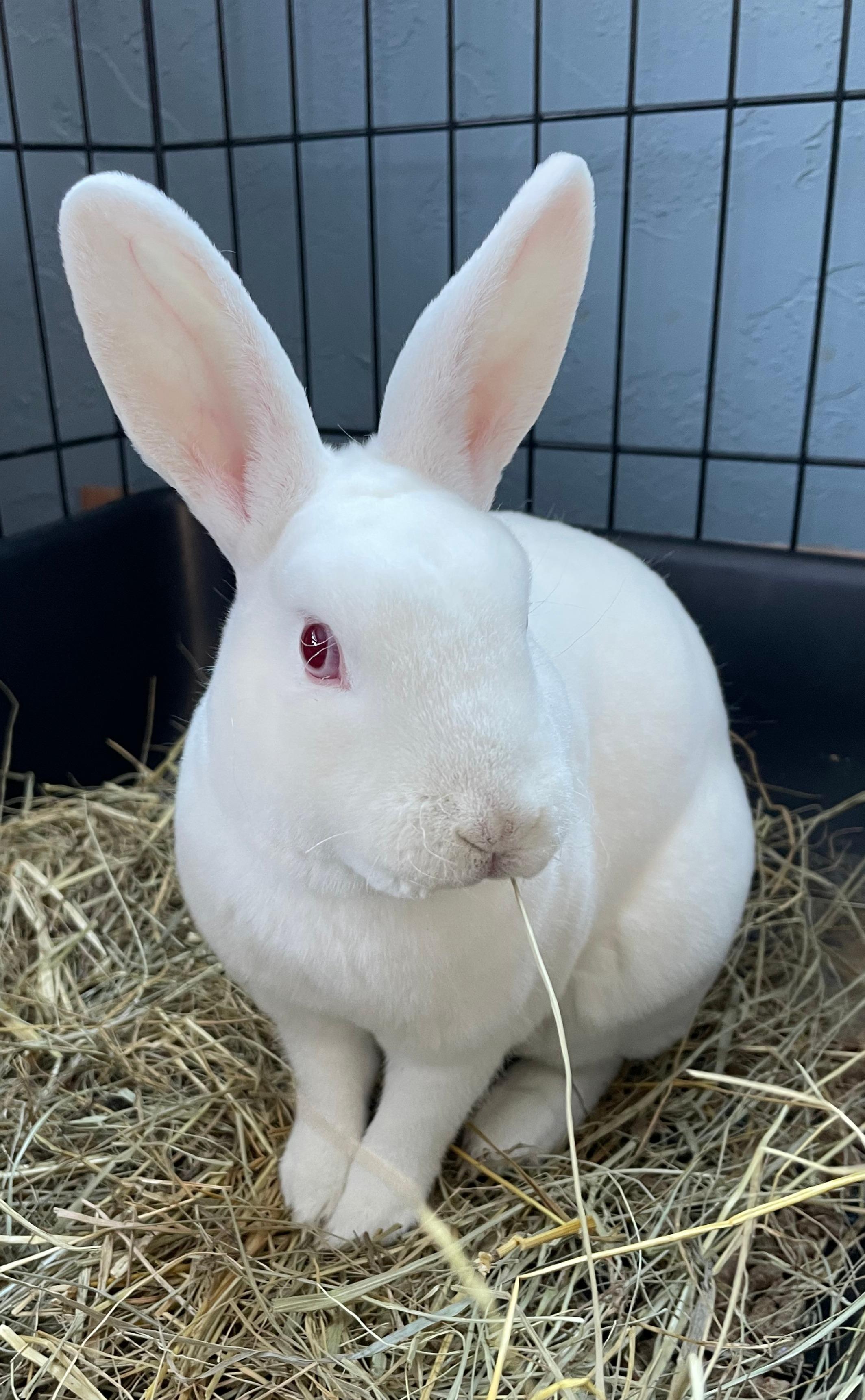 Enlarge Vernie & Vander (Bonded Pair), a Adoptable Mini Rex in Deerfield, WI image 4/5