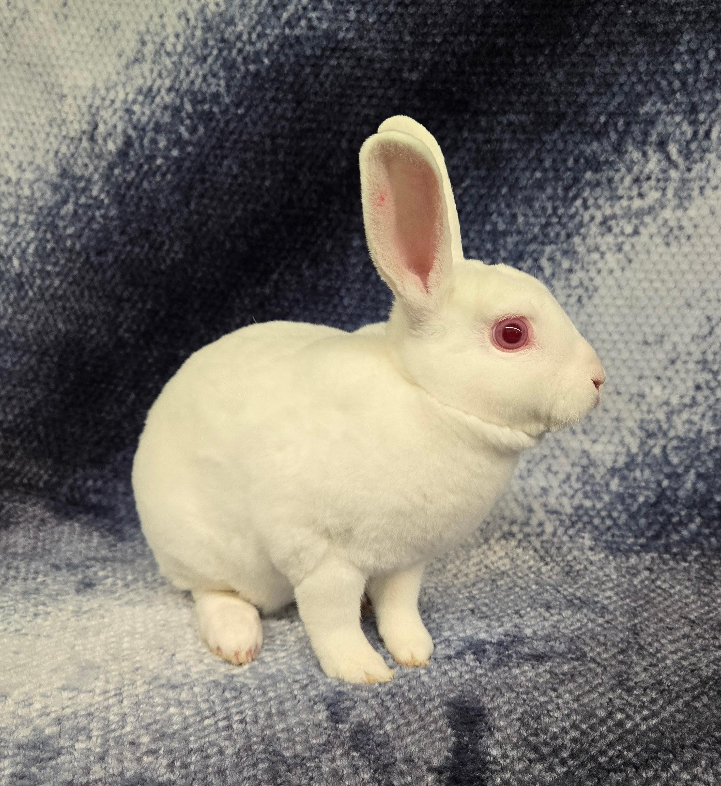 Vernie, a Adoptable Mini Rex in Deerfield, WI image 3/4
