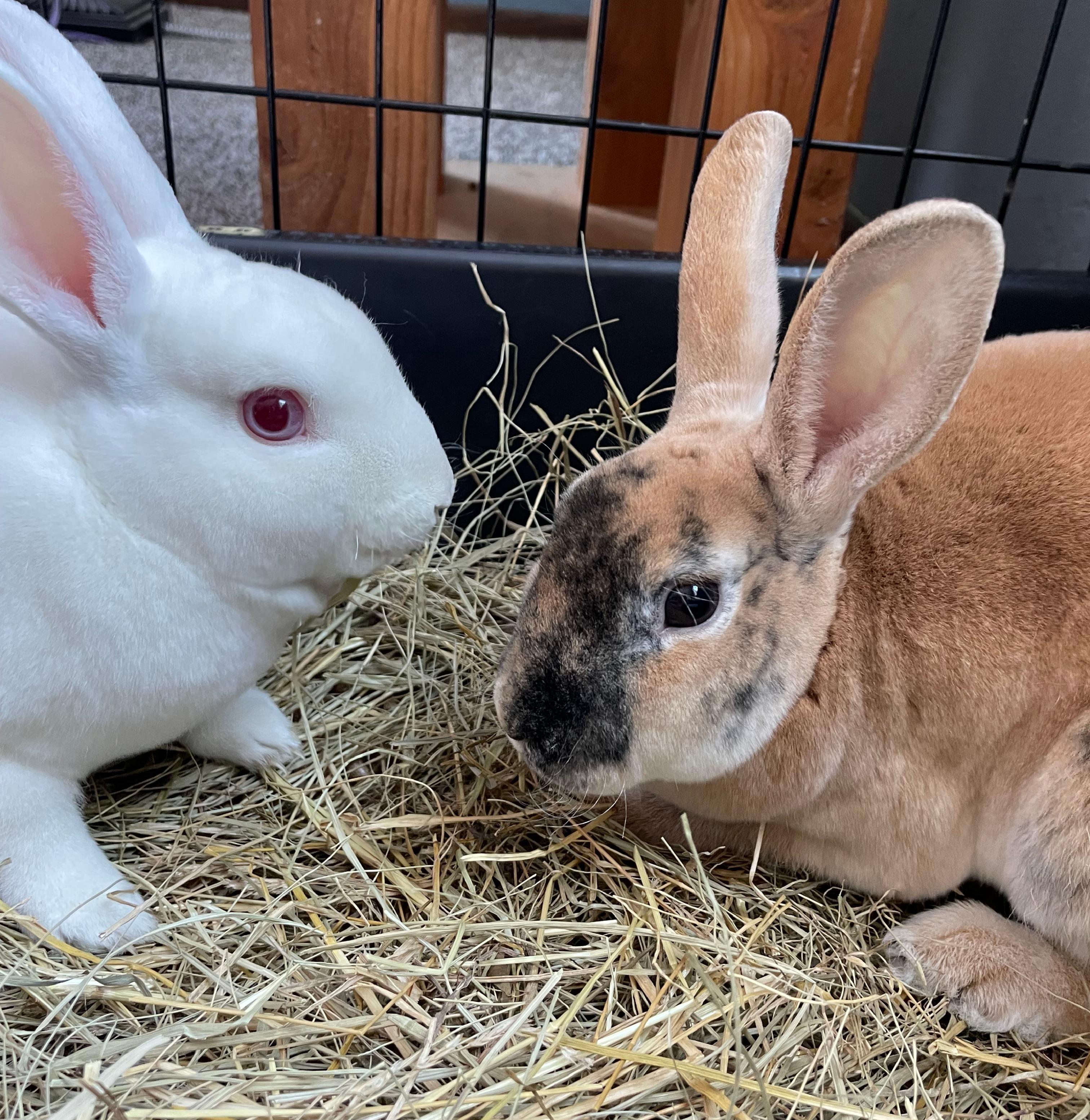 Enlarge Vernie & Vander (Bonded Pair), a Adoptable Mini Rex in Deerfield, WI image 1/5
