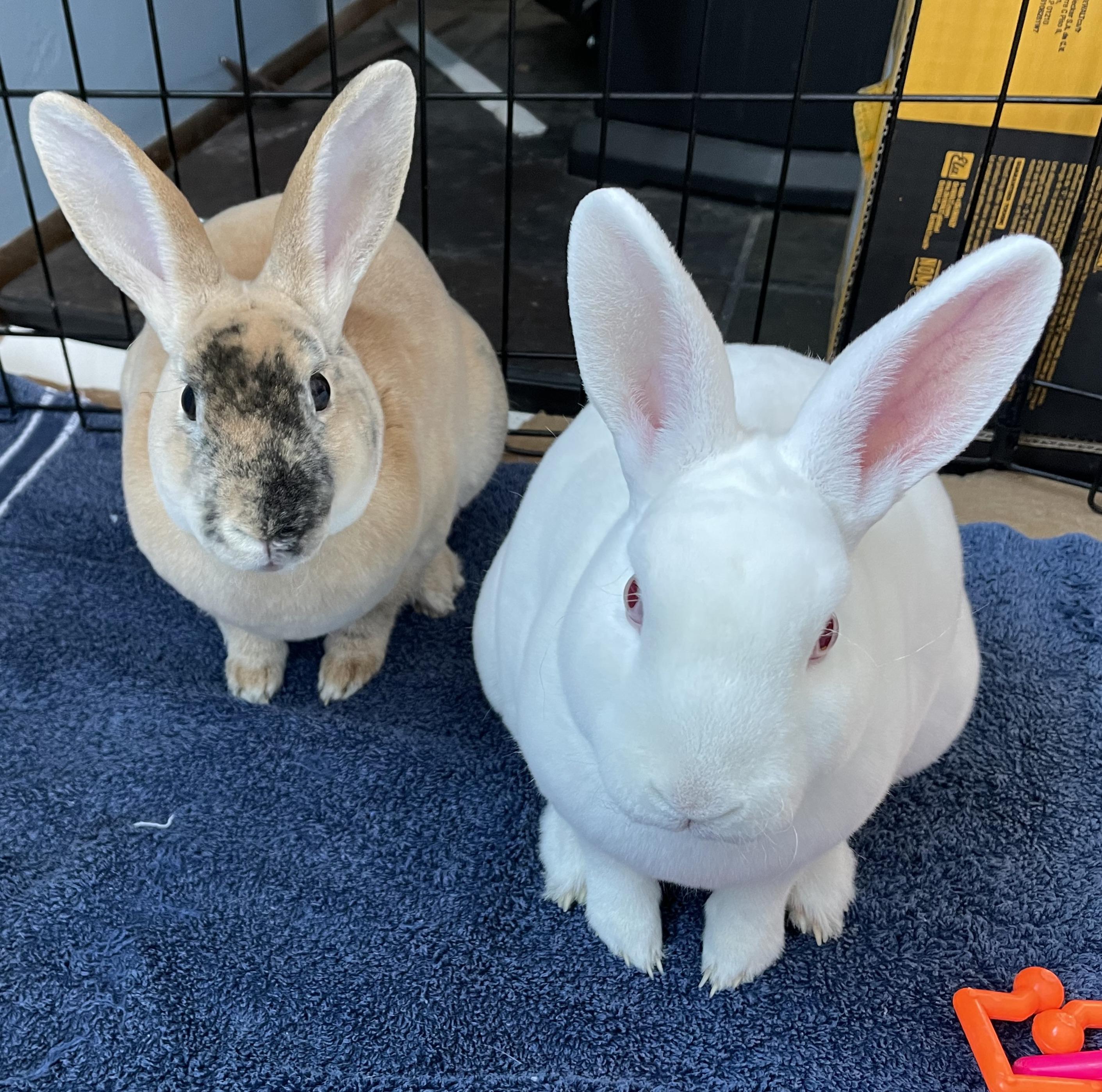 Enlarge Vernie & Vander (Bonded Pair), a Adoptable Mini Rex in Deerfield, WI image 3/5