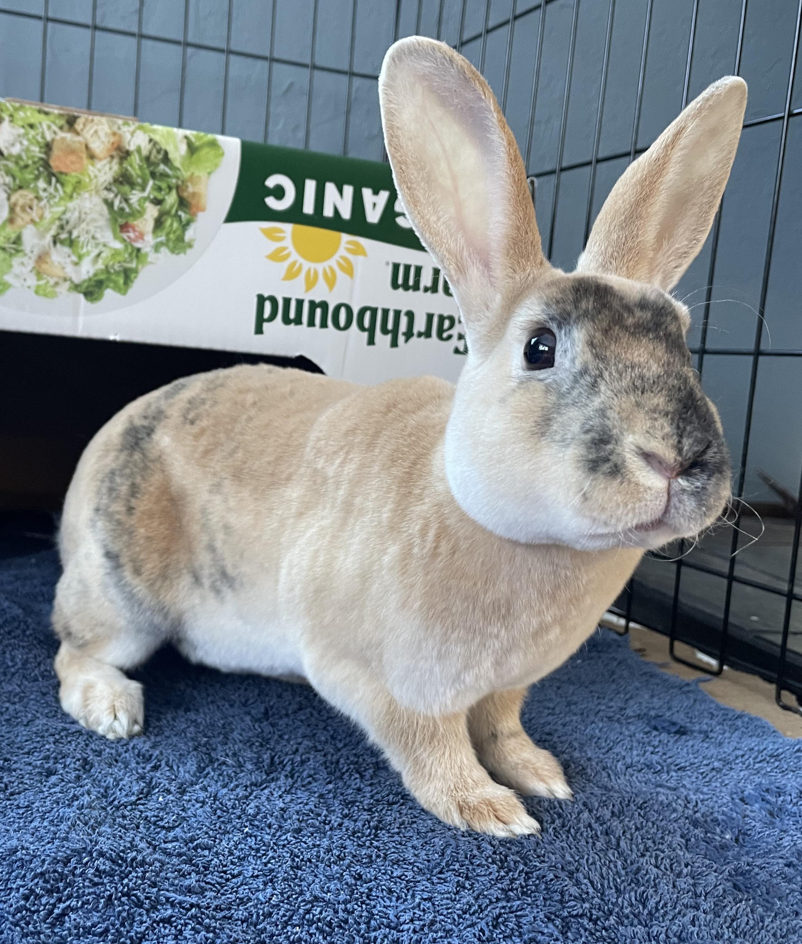 Enlarge Vernie & Vander (Bonded Pair), a Adoptable Mini Rex in Deerfield, WI image 5/5