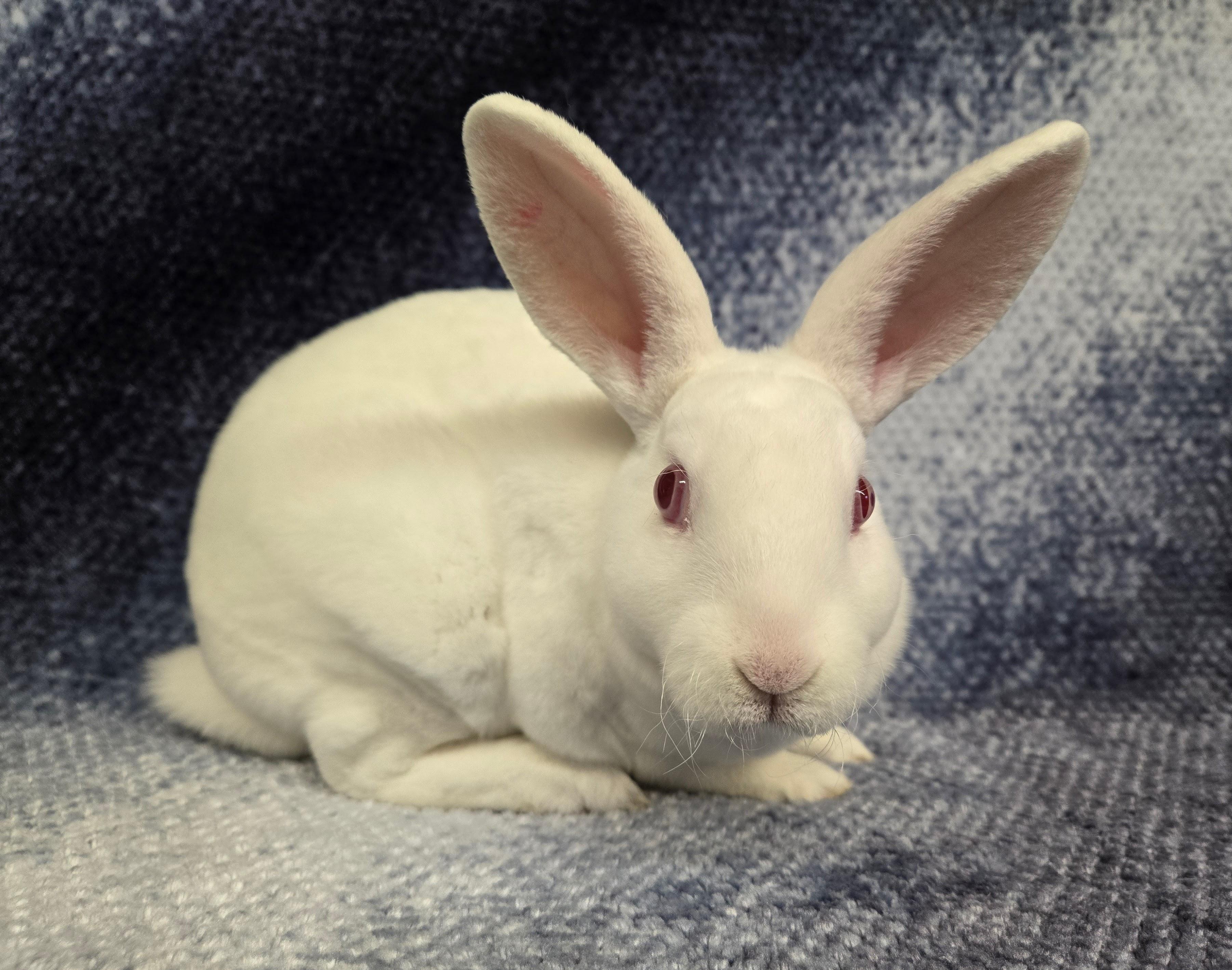 Vernie, a Adoptable Mini Rex in Deerfield, WI image 4/4