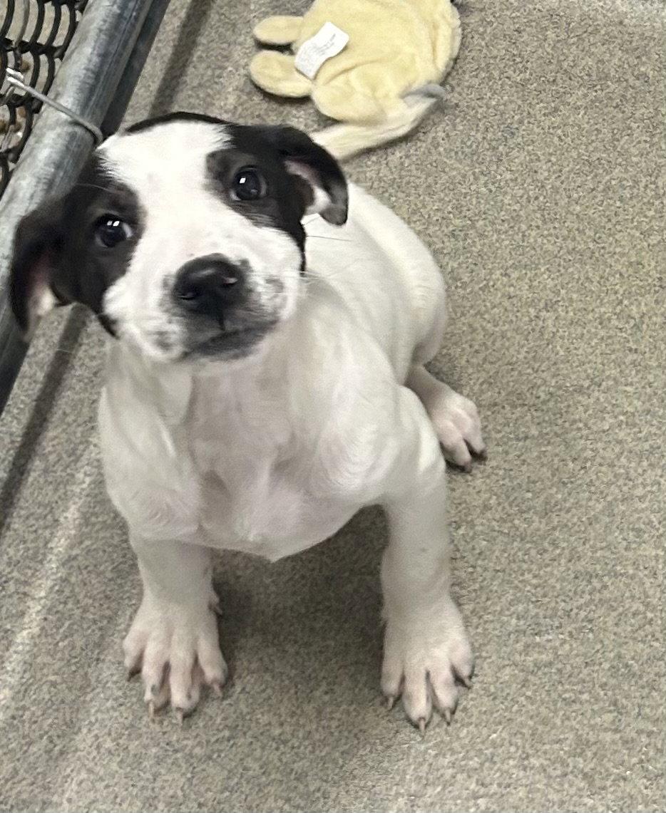 Emira 11 weeks AVAIL 4/22, Adoptable, Young Female Great Pyrenees.