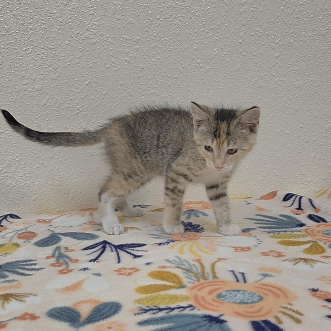 Enlarge Scootie, an adopted Domestic Short Hair in Red Wing, MN image 2/4