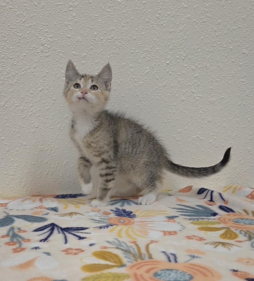 Enlarge Scootie, an adopted Domestic Short Hair in Red Wing, MN image 4/4