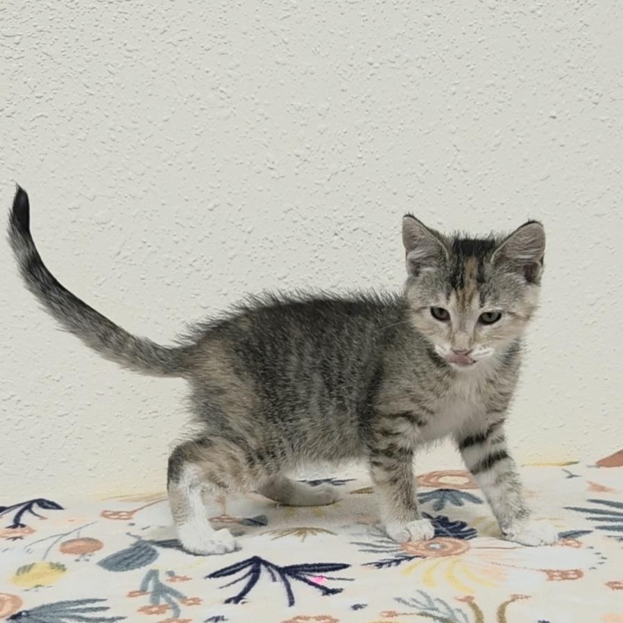 Enlarge Scootie, an adopted Domestic Short Hair in Red Wing, MN image 3/4