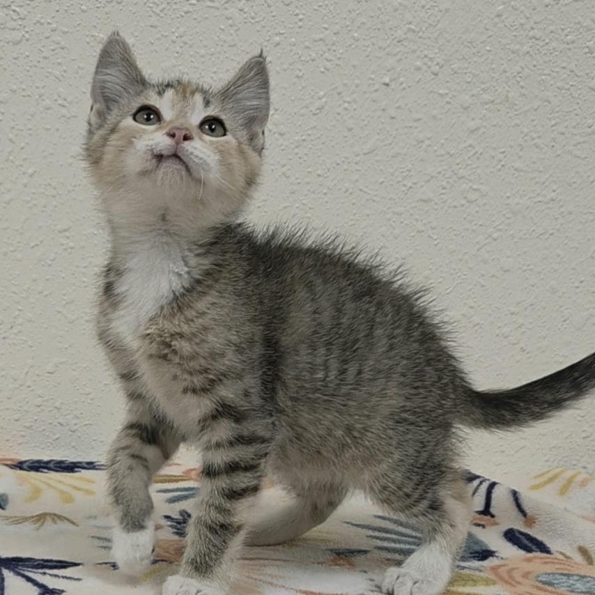 Scootie, adopted, Kitten Female Domestic Short Hair.