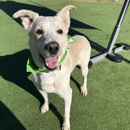 Enlarge Skips, a Adoptable mixed breed in Farmers Branch, TX image 1/1