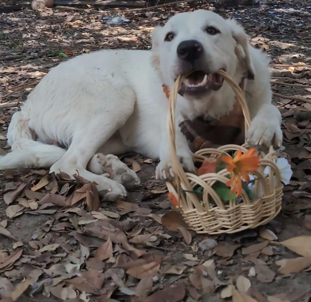 Enlarge Geralt, a Adoptable Great Pyrenees in Portland, OR image 1/3