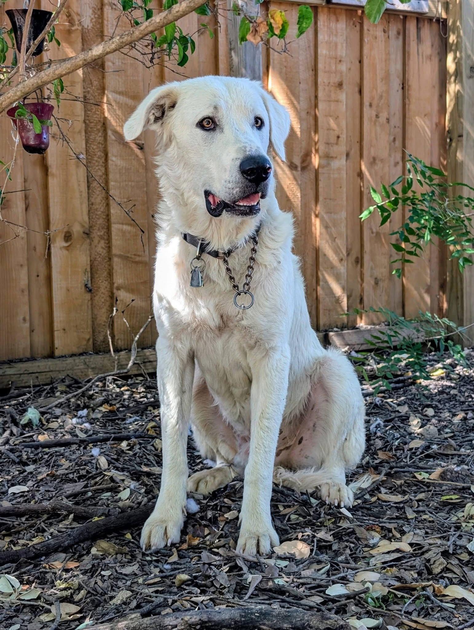 Geralt, Adoptable, Adult Male Great Pyrenees.