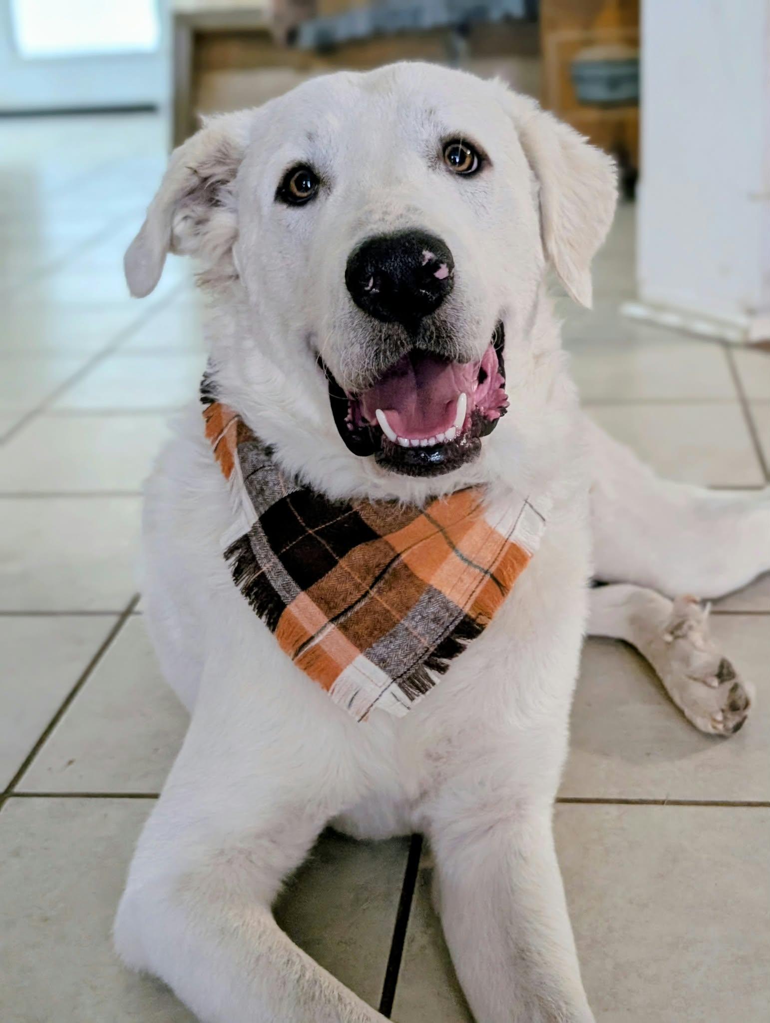 Enlarge Geralt, a Adoptable Great Pyrenees in Portland, OR image 2/3